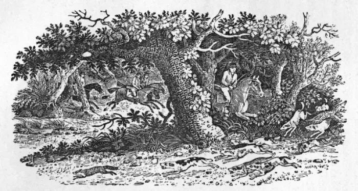 Framed Print : The Fox Turns Framed Print : The Fox Turns