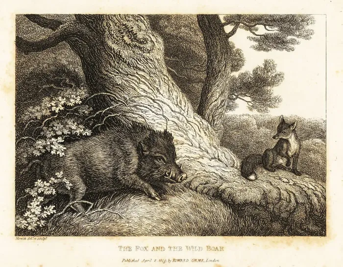 Framed Print : A fox watching a wild boar sharpen its tusks on a tree Framed Print : A fox watching a wild boar sharpen its tusks on a tree