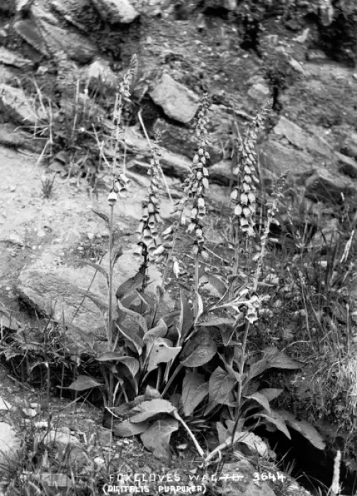 Framed Print : Foxglove (Digitalis Purpurea) Framed Print : Foxglove (Digitalis Purpurea)