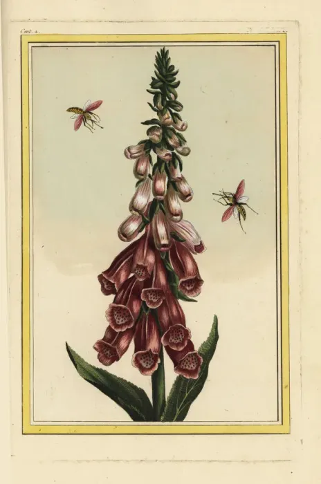 Framed Print : Foxglove, Digitalis purpurea