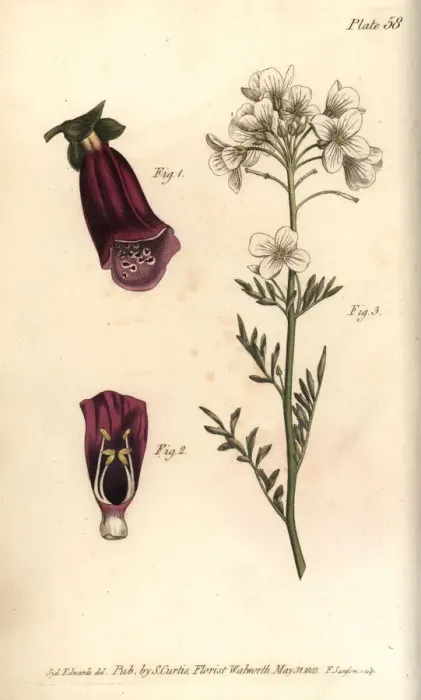 Framed Print : Foxglove, Digitalis purpurea, and ladys smock Framed Print : Foxglove, Digitalis purpurea, and ladys smock