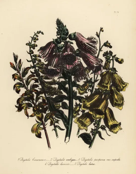 Framed Print : Foxglove or Digitalis species Framed Print : Foxglove or Digitalis species