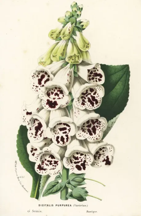 Framed Print : Foxglove variety, Digitalis purpurea Framed Print : Foxglove variety, Digitalis purpurea