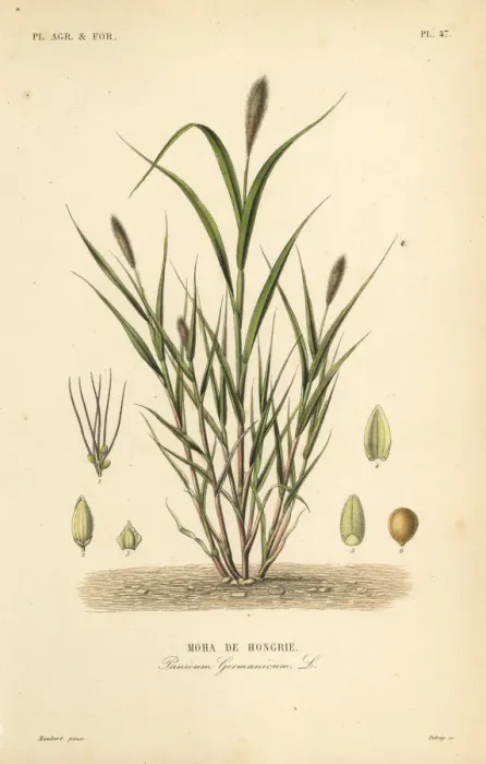 Framed Print : Foxtail millet or Italian millet, Setaria italica Framed Print : Foxtail millet or Italian millet, Setaria italica