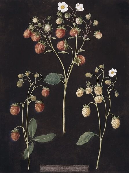 Fragaria sp. strawberry