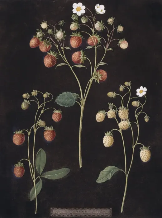 Framed Print : Fragaria sp. strawberry Framed Print : Fragaria sp. strawberry
