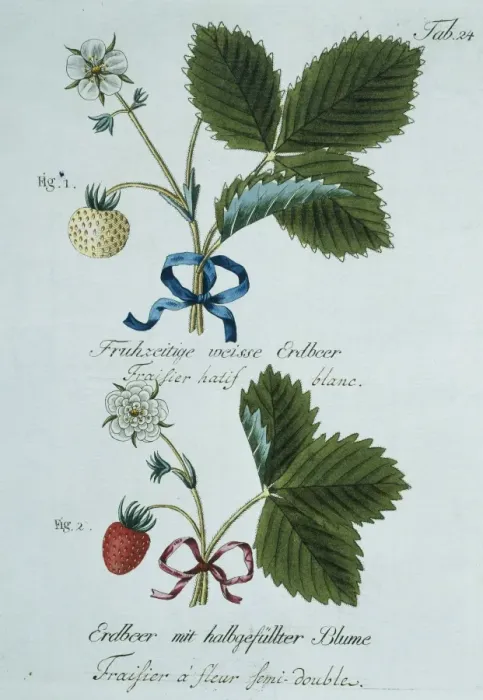 Framed Print : Fragaria sp. strawberry Framed Print : Fragaria sp. strawberry