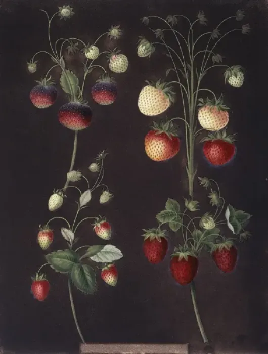 Framed Print : Fragaria sp. strawberry Framed Print : Fragaria sp. strawberry