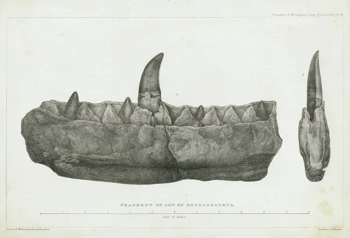 Framed Print : Fragment of jaw of Megalosaurus Framed Print : Fragment of jaw of Megalosaurus