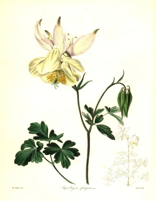 Framed Print : Fragrant columbine, Aquilegia fragrans Framed Print : Fragrant columbine, Aquilegia fragrans