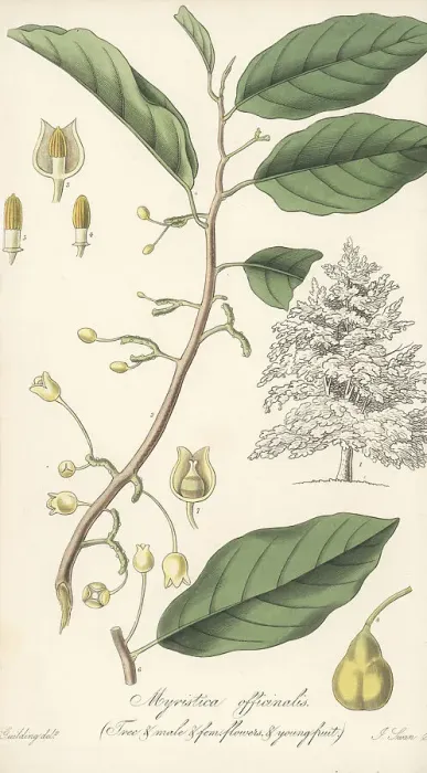 Framed Print : Fragrant nutmeg, Myristica fragrans Framed Print : Fragrant nutmeg, Myristica fragrans