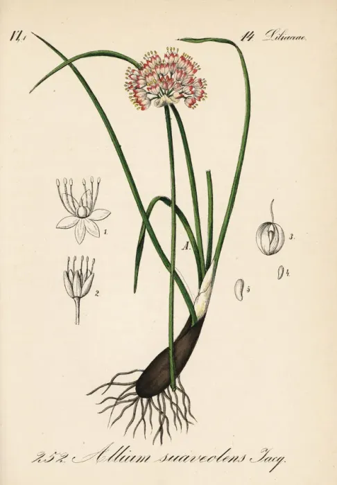Framed Print : Fragrant onion, Allium suaveolens Framed Print : Fragrant onion, Allium suaveolens