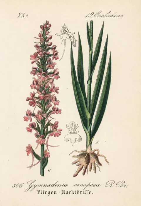 Framed Print : Fragrant orchid, Gymnadenia conopsea Framed Print : Fragrant orchid, Gymnadenia conopsea