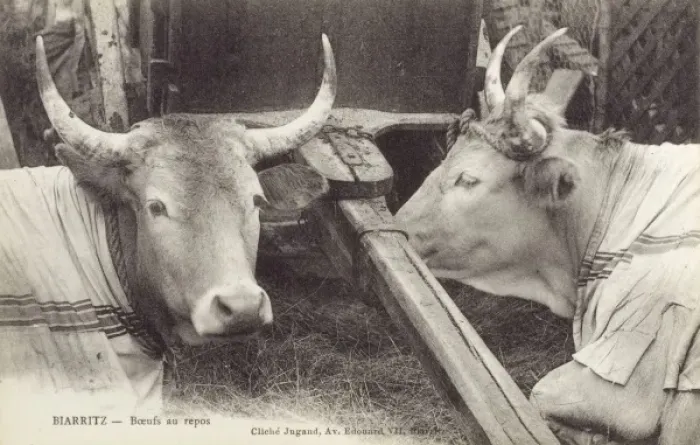 Framed Print : France, Biarritz, France - Fine cattle Framed Print : France, Biarritz, France - Fine cattle