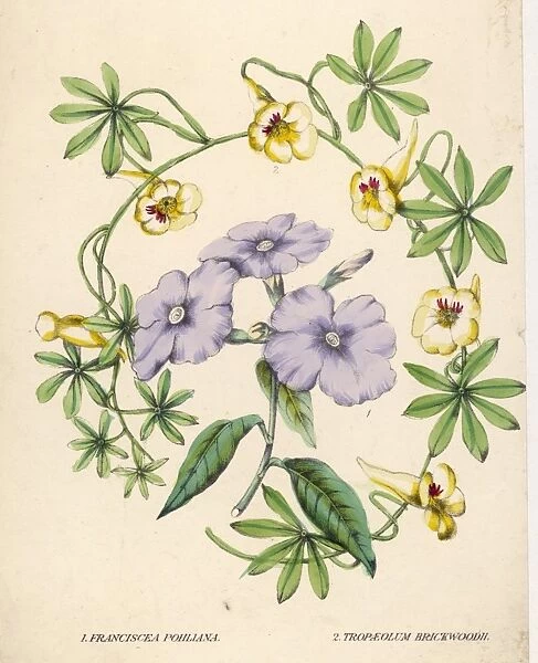 Franciscea Etcive Floral