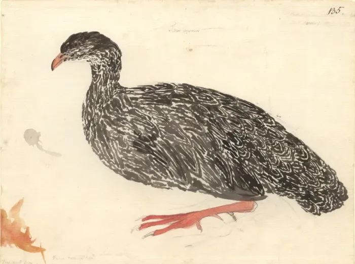 Framed Print : Francolinus capensis, Cape francolin Framed Print : Francolinus capensis, Cape francolin