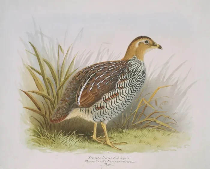 Framed Print : Francolinus schlegeli, Schlegels Francolin Framed Print : Francolinus schlegeli, Schlegels Francolin