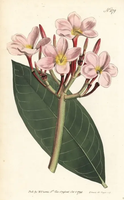 Framed Print : Frangipani, Plumeria rubra Framed Print : Frangipani, Plumeria rubra