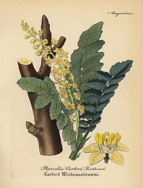 Frankincense or olibanum tree, Boswellia sacra
