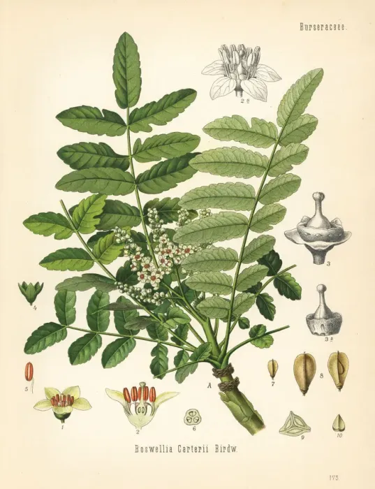 Framed Print : Frankincense or olibanum-tree, Boswellia sacra
