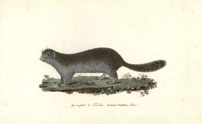Framed Print : Franklins ground squirrel, Poliocitellus franklinii Framed Print : Franklins ground squirrel, Poliocitellus franklinii