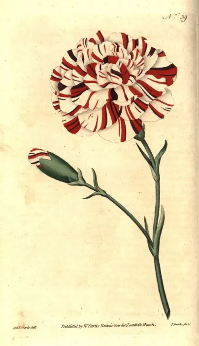 Framed Print : Franklins tartar, scarlet bizarre carnation Framed Print : Franklins tartar, scarlet bizarre carnation
