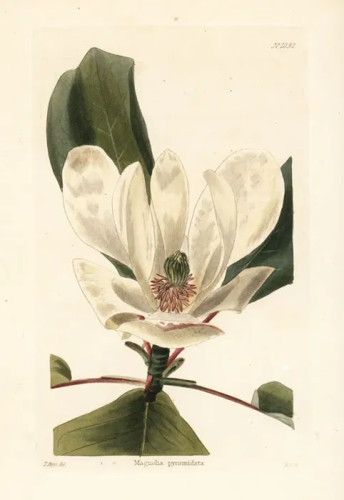Framed Print : Fraser magnolia, Magnolia fraseri var. pyramidata Framed Print : Fraser magnolia, Magnolia fraseri var. pyramidata