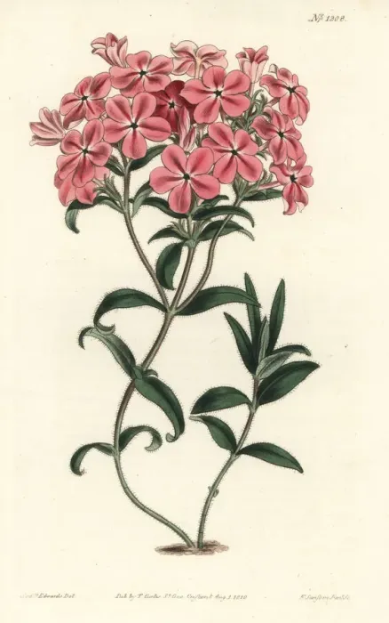 Framed Print : Frasers hairy phlox, Phlox amoena Framed Print : Frasers hairy phlox, Phlox amoena