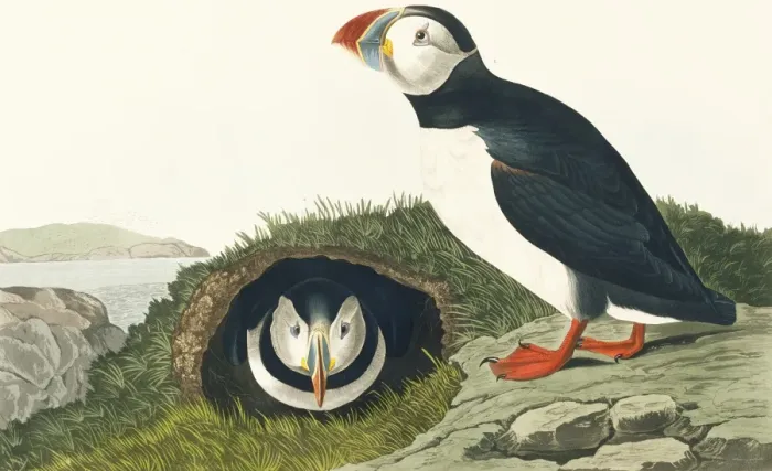 Framed Print : Fratercula artica, Atlantic puffin