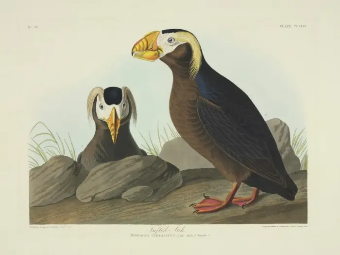 Framed Print : Fratercula cirrhata, tufted puffin Framed Print : Fratercula cirrhata, tufted puffin