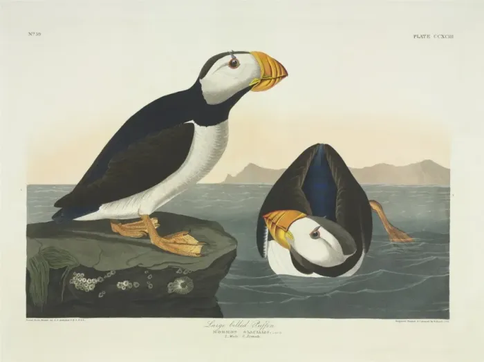 Framed Print : Fratercula corniculata, horned puffin Framed Print : Fratercula corniculata, horned puffin