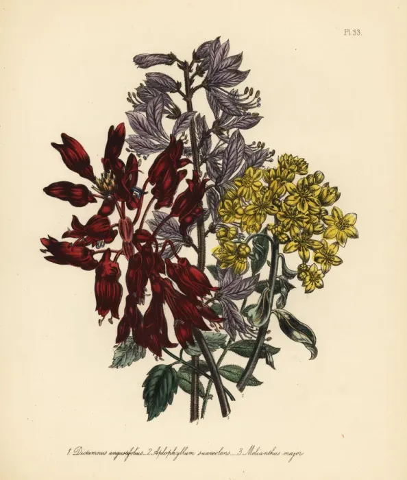 Framed Print : Fraxinella, rue and honey flower species Framed Print : Fraxinella, rue and honey flower species