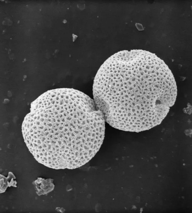 Framed Print : Fraxinus excelsior, weeping ash pollen Framed Print : Fraxinus excelsior, weeping ash pollen