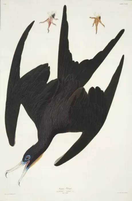 Framed Print : Fregata magnificens, magnificent frigatebird Framed Print : Fregata magnificens, magnificent frigatebird