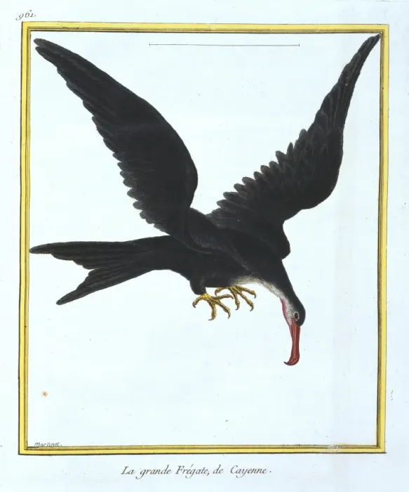 Framed Print : Fregata minor, great frigatebird Framed Print : Fregata minor, great frigatebird