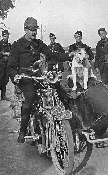 French Army dog Prusco