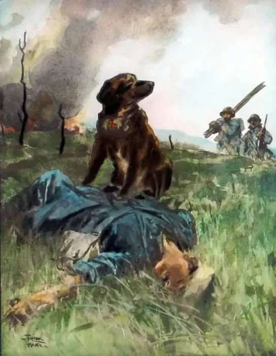 Framed Print : A French Briard ambulance dog (Slight crack to plate) Framed Print : A French Briard ambulance dog (Slight crack to plate)