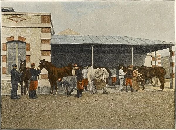 French Cavalry Vets. French cavalry horses are periodically examined by the veterinaire