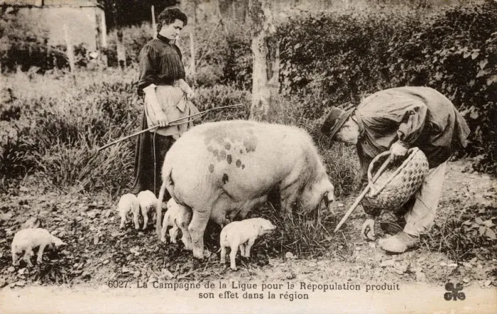 Framed Print : French Countryfolk and their Pigs Framed Print : French Countryfolk and their Pigs