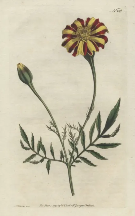 Framed Print : French marigold or spreading tagetes, Tagetes patula Framed Print : French marigold or spreading tagetes, Tagetes patula