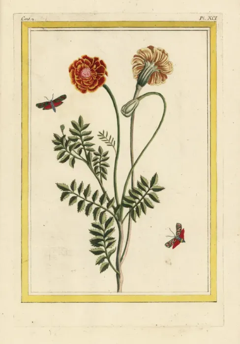 Framed Print : French marigold, Tagetes patula Framed Print : French marigold, Tagetes patula
