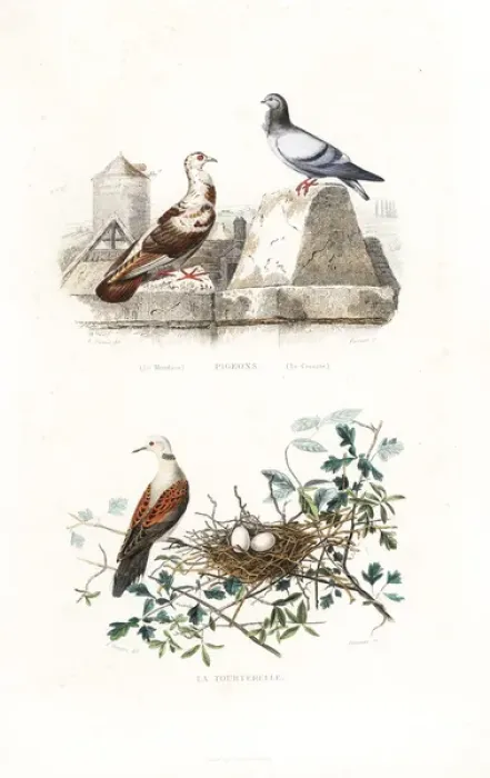 Framed Print : French Mondain and Cravate pigeons, and turtle dove Framed Print : French Mondain and Cravate pigeons, and turtle dove