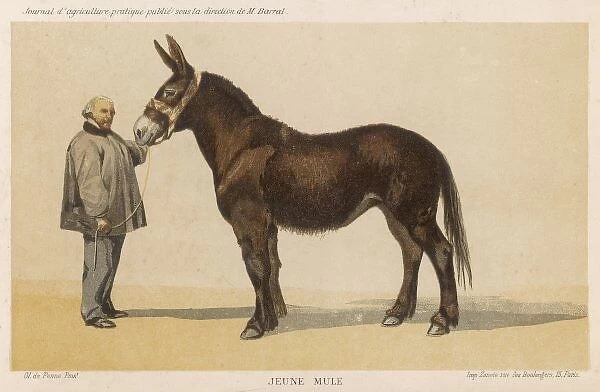 French Mule 1865. A young French mule with its owner