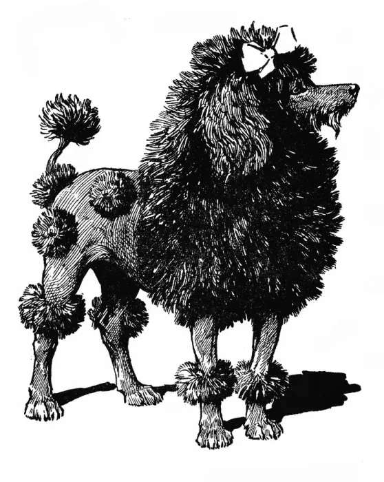 Framed Print : French poodle Framed Print : French poodle