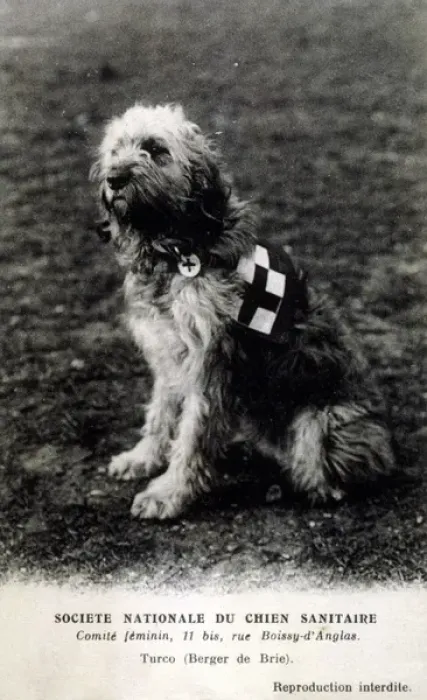 Framed Print : French Red Cross Dog Framed Print : French Red Cross Dog
