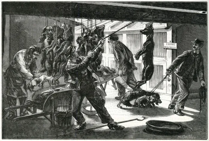 Framed Print : FRENCH STRAYS DESTROYED Framed Print : FRENCH STRAYS DESTROYED