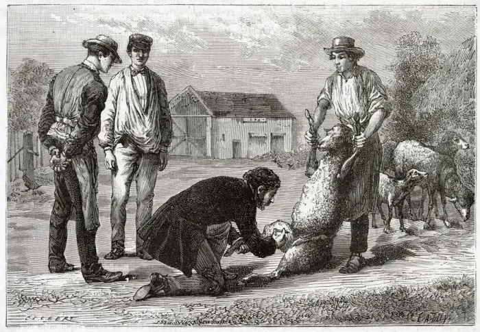 Framed Print : French vet and a sheep Framed Print : French vet and a sheep