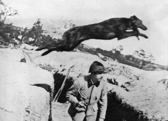 Framed Print : French war dog: A courser whose winged feet spurn the earth Framed Print : French war dog: A courser whose winged feet spurn the earth