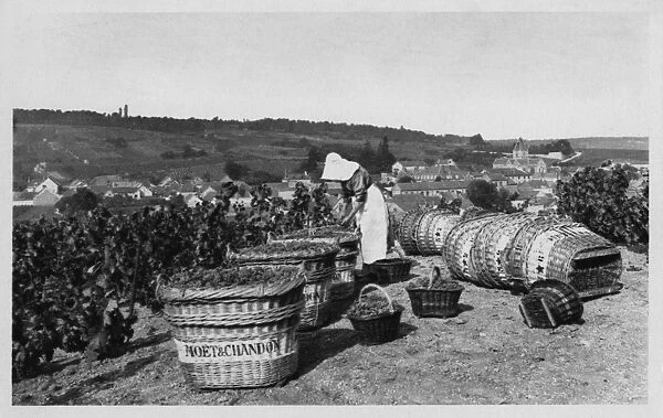 A French woman picking grapes in a vineyard