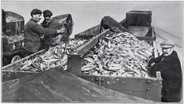 Framed Print : Fresh herring being loaded upon trucks. Date: November 1910 Framed Print : Fresh herring being loaded upon trucks. Date: November 1910